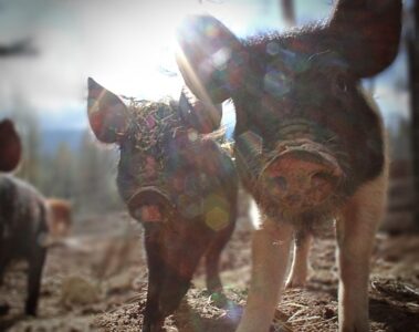 Harvesting Animals Humanely Image